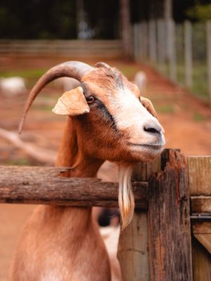 Ybitira - Fazendinha